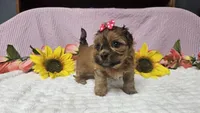 Tiny Lola, a female Shihpoo for sale in Springfield, MO – 4 of 10