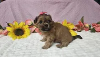 Tiny Lola, a female Shihpoo for sale in Springfield, MO – 10 of 10