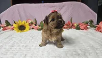 Tiny Lola, a female Shihpoo for sale in Springfield, MO – 2 of 10