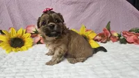 Tiny Lola, a female Shihpoo for sale in Springfield, MO – 6 of 10