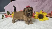 Tiny Lola, a female Shihpoo for sale in Springfield, MO – 3 of 10