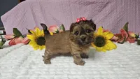 Tiny Lola, a female Shihpoo for sale in Springfield, MO – 5 of 10