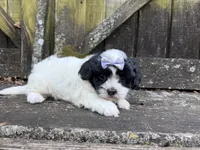 Lacey, a female Shichon for sale in Springfield, MO – 10 of 10