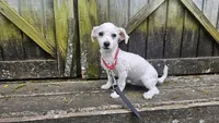 Duke, a male Bichon Frise for sale in Springfield, MO – 5 of 9