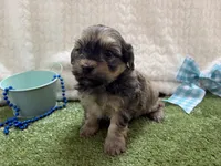 Sunny, a male Havanese for sale in Springfield, MO – 2 of 10