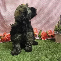 Bell, a female Havanese for sale in Springfield, MO – Photo 7 of 7