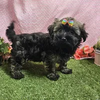 Bell, a female Havanese for sale in Springfield, MO – Photo 6 of 7