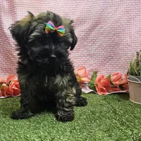 Bell, a female Havanese for sale in Springfield, MO – Photo 4 of 7