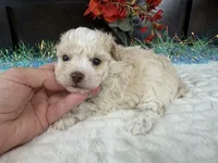 Keeton, a male Aussiedoodle for sale in Springfield, MO – 8 of 9