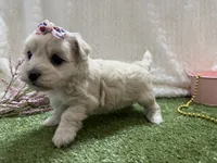 Monica, a female Havanese for sale in Springfield, MO – 3 of 8