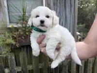 Teddy, a male Shichon for sale in Springfield, MO – 2 of 7