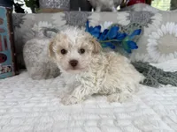 Keeton tiny toy size , a male Aussiedoodle for sale in Springfield, MO – 6 of 10