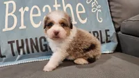 Toy size Clover blue eyes!!, a male Aussiedoodle for sale in Springfield, MO – 6 of 10