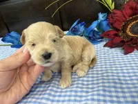 Pickles, a male Havapoo for sale in Springfield, MO – 5 of 10