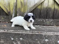 Lacey, a female Shichon for sale in Springfield, MO – 6 of 10