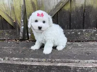 Penny, a female Bichon Frise for sale in Springfield, MO – 3 of 10