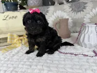 Indie, a female Havapoo for sale in Springfield, MO – 6 of 8