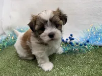 Luka, a male Mal Shi for sale in Springfield, MO – 5 of 9