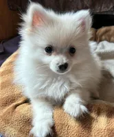 Alpine, a male Pomeranian for sale in Springfield, MO – Photo 5 of 9