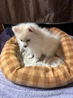 Alpine, a male Pomeranian for sale in Springfield, MO – Photo 8 of 9
