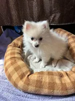 Alpine, a male Pomeranian for sale in Springfield, MO – Photo 1 of 9