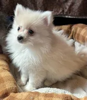 Alpine, a male Pomeranian for sale in Springfield, MO – Photo 4 of 9