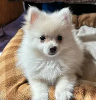 Alpine, a male Pomeranian for sale in Springfield, MO – Photo 2 of 9