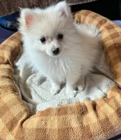 Alpine, a male Pomeranian for sale in Springfield, MO – Photo 3 of 9