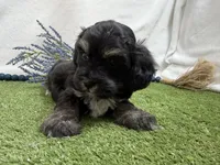 Dallas , a male Havanese for sale in Springfield, MO – 6 of 6