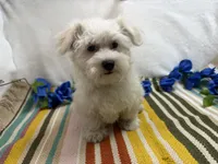 Ben, a male Maltese for sale in Springfield, MO – 2 of 8