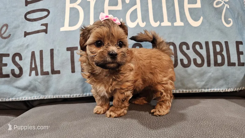Tiny Lola – Shihpoo puppy for sale in Springfield, MO
