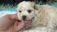 Keeton, a male Aussiedoodle for sale in Springfield, MO – 3 of 9