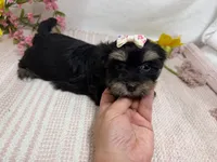 Nichole, a female Havanese for sale in Springfield, MO – 4 of 8