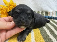 Dexter , a male Havanese for sale in Springfield, MO – 2 of 7