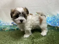 Luka, a male Mal Shi for sale in Springfield, MO – 2 of 9