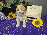 Lilly, a female Poodle - Toy  for sale in Springfield, MO – Photo 7 of 9