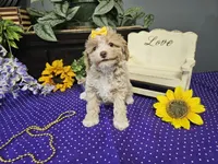 Lilly, a female Poodle - Toy  for sale in Springfield, MO – Photo 4 of 9
