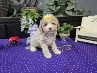 Lilly, a female Poodle - Toy  for sale in Springfield, MO – Photo 2 of 9