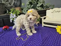 Lilly, a female Poodle - Toy  for sale in Springfield, MO – Photo 9 of 9