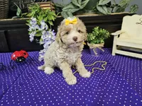 Lilly, a female Poodle - Toy  for sale in Springfield, MO – Photo 8 of 9