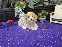 Lilly, a female Poodle - Toy  for sale in Springfield, MO – Photo 5 of 9
