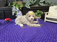 Lilly, a female Poodle - Toy  for sale in Springfield, MO – Photo 6 of 9