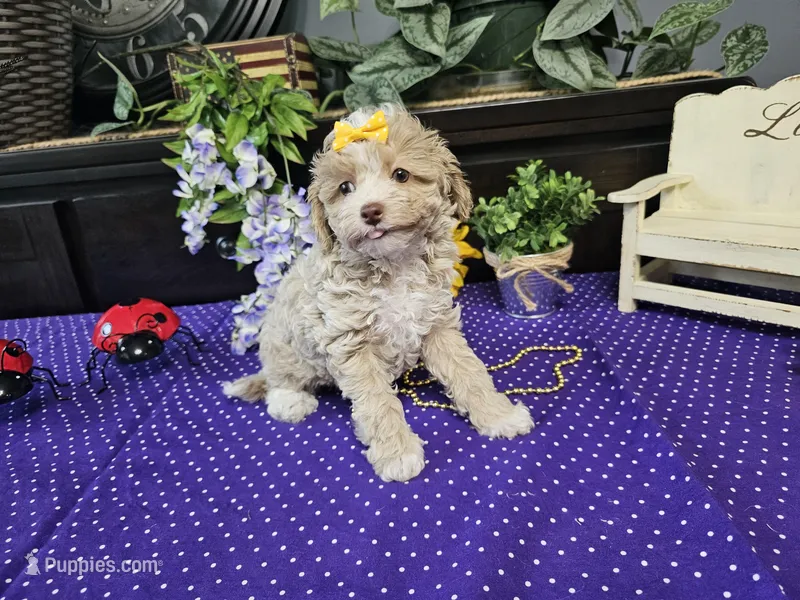 Lilly, a female Poodle - Toy  for sale in Springfield, MO – Photo 1 of 9