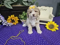 Lilly, a female Poodle - Toy  for sale in Springfield, MO – Photo 3 of 9
