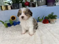 Toy size Clover blue eyes!!, a male Aussiedoodle for sale in Springfield, MO – 5 of 10