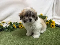 Trent, a male Mal Shi for sale in Springfield, MO – 4 of 10