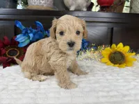 Jace, a male Havapoo for sale in Springfield, MO – 10 of 10