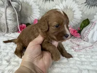 Kayla, a female Cavapoo for sale in Springfield, MO – 2 of 8
