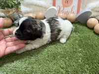 Lola, a female Shichon for sale in Springfield, MO – 7 of 8