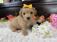 Cassy, a female Havapoo for sale in Springfield, MO – 6 of 10